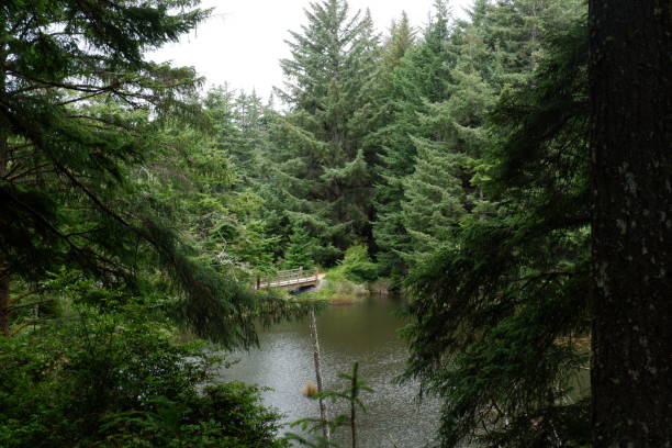 istock Serene Forest Pond in Bandon, Oregon 2162711948