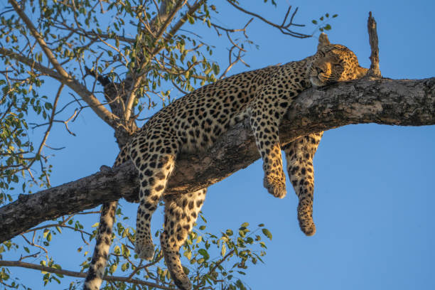 A leopard with all four legs hanging down while sleeping up in a tree with a crisp blue sky as backdrop.