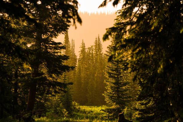 Backlit Subalpine Forest with Rain and Sun - Storm cell letting up with bright warm sunshine filtering through with rain coming down in dark forest of evergreen Fir and Spruce trees.