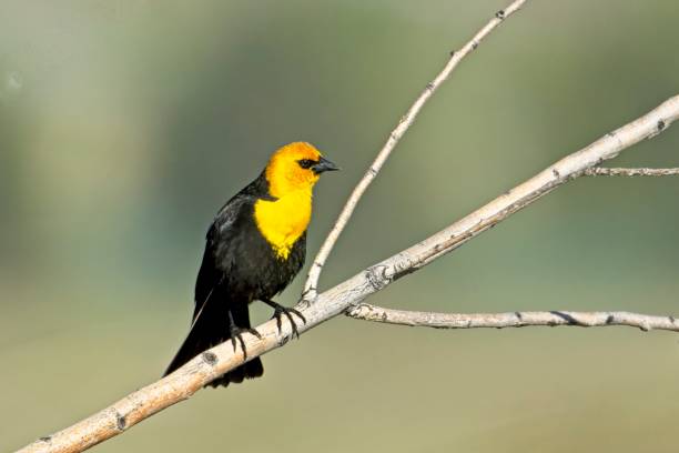 istock Yellow headed blackbird perched on branch. 2162714952