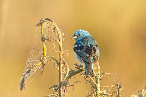 istock Lazuli bunting perched on a plant. 2162714955