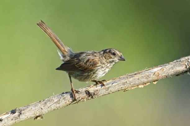 istock Sparrow perched on branch with its tail up. 2162714961