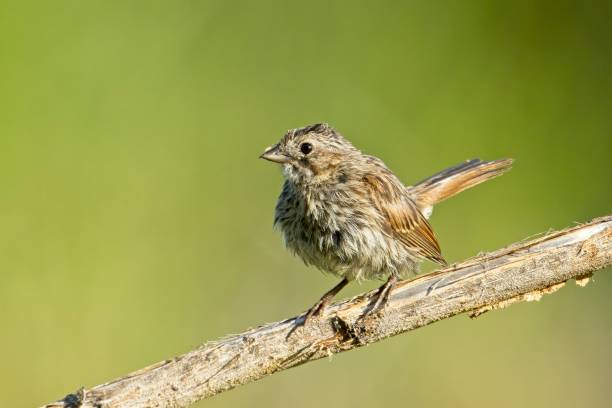 istock Song sparrow on a branch in the morning. 2162714962