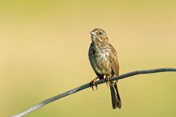 istock Song sparrow perched on a twig. 2162714965