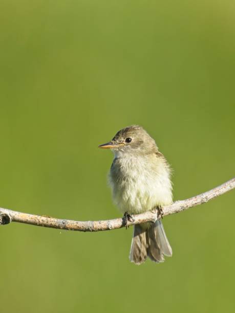 istock Cute western wood pewee on branch. 2162714976