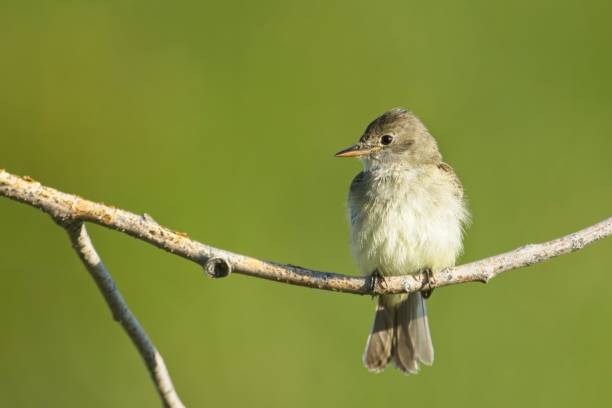 istock Small western wood pewee on a branch. 2162714979