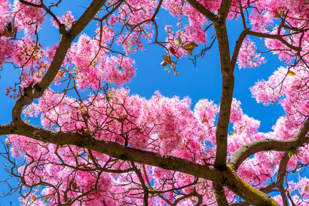 istock Pink arupo flower, summer flower 2162716883
