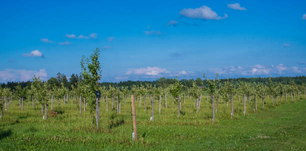 istock Organic apple plantation in Europe. 2162718883