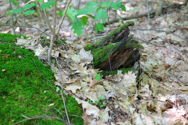 istock Green moss on the trunk and the brown leaves 2162719230