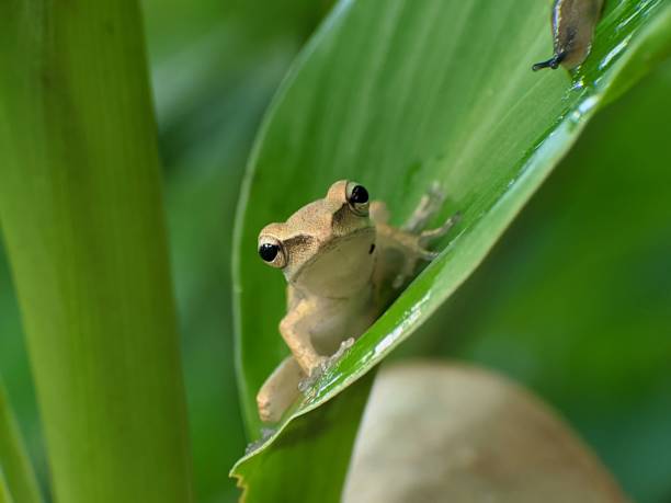 istock a cream-colored frog perched on a green leaf 2162719568