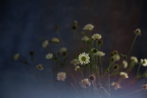 spring flowers background toned in the color of the year Very Peri