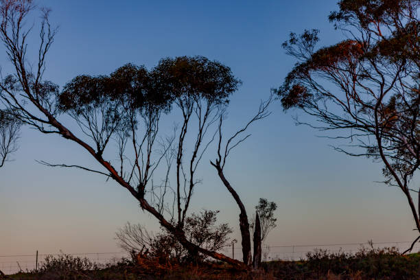 istock Lone Trees at Sunset, Rural Victoria, Australia 2162724695