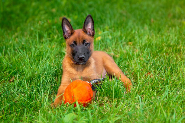 istock Young Belgian Malinois Puppy in Grass 2162726162
