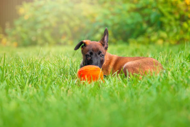 Young Belgian Malinois Puppy in Grass