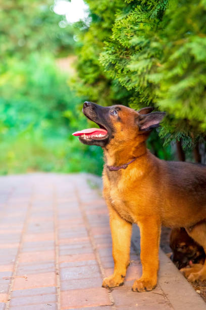istock Young Belgian Malinois Puppy in Grass 2162726170