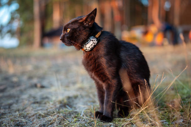 istock Black cat wearing GPS tracker collar sitting in forest on sunny day. Technology for pet safety 2162728020