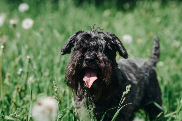 istock black dog walks in park 2162728048
