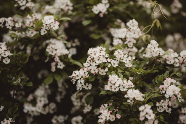 Small white bunches of flowers on a tree