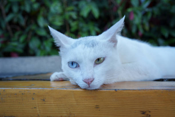 White cat with two eyes of different colors