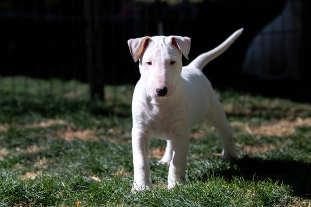 istock White bull terrier puppy standing in the grass 2162730484
