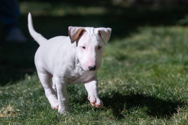 istock Young white bull terrier puppy running with floppy ears 2162730497