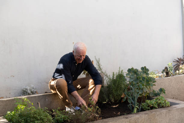 istock Senior man gardening at community planter 2162731875
