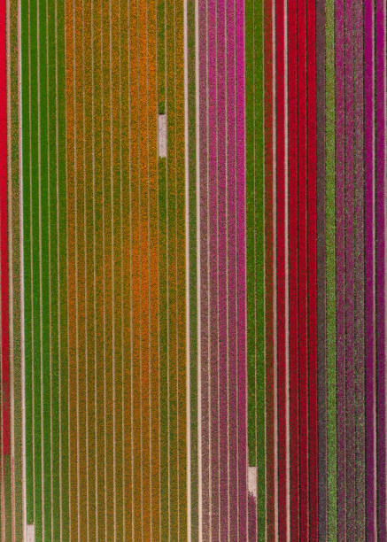 istock Tulip fields in New Zealand 2162732187