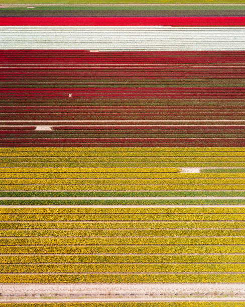 istock Tulip fields in New Zealand 2162732188