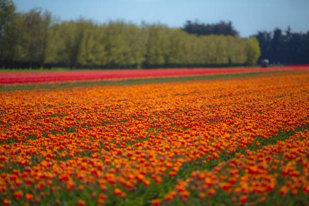 istock Tulip fields in New Zealand 2162732212