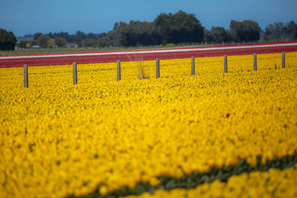 Tulip fields in New Zealand