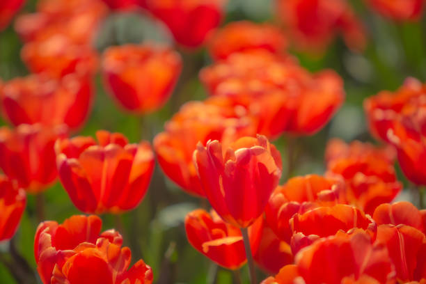 Tulip fields in New Zealand