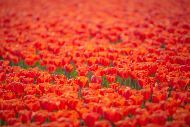 Tulip fields in New Zealand