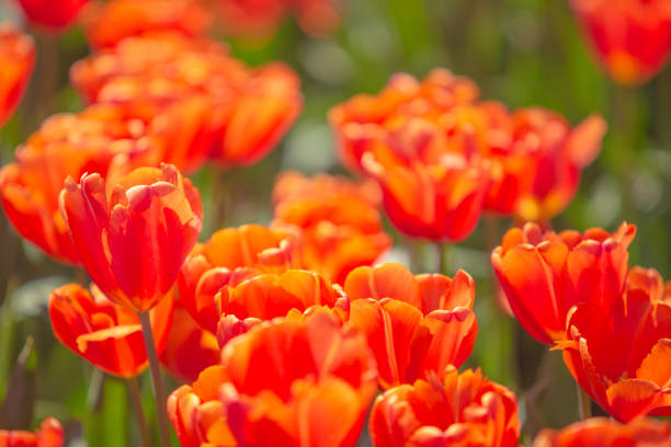 Tulip fields in New Zealand
