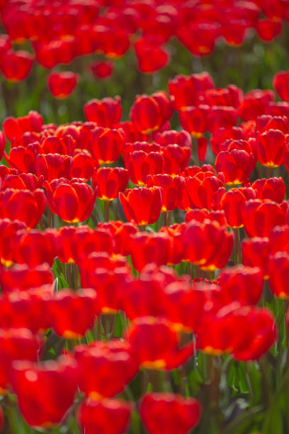 Tulip fields in New Zealand