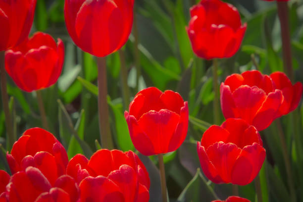 Tulip fields in New Zealand