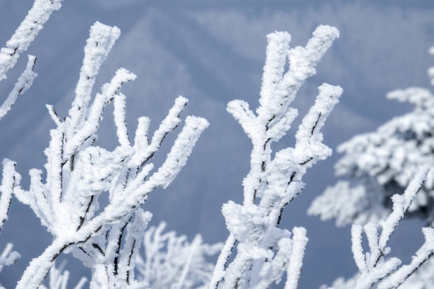 winter landscape on the mountain