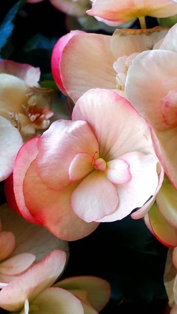 istock My Beautiful Flower 5 2162733760