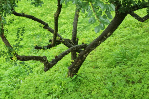 Green Valley Resort,  green grass of garden