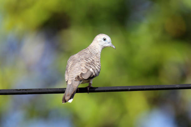 Peaceful Dove pigeon bird perched on a wire