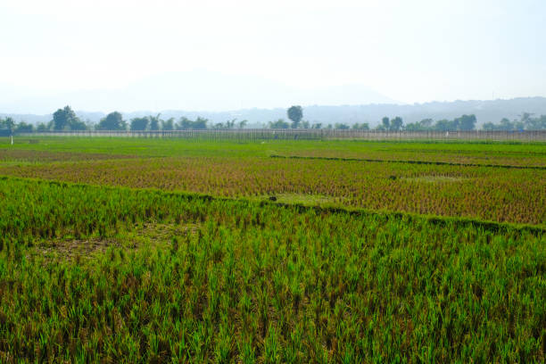 istock Flat rice fields at the foot of the mountain 2162739320