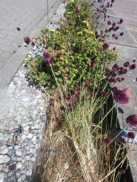 istock Drying Allium Bulbs in False Creek in Vancouver, BC. 2162739327