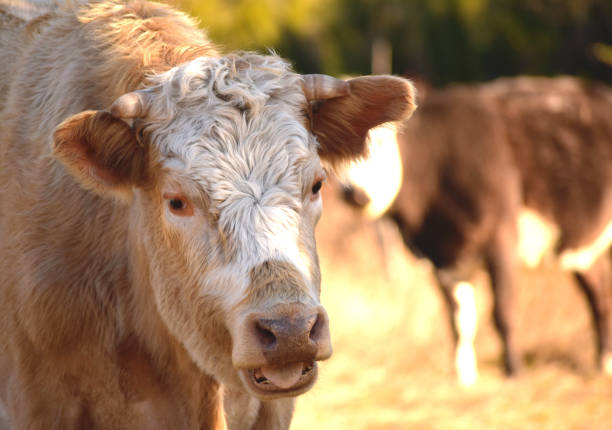 istock cow ruminating and showing its tongue 2162739477