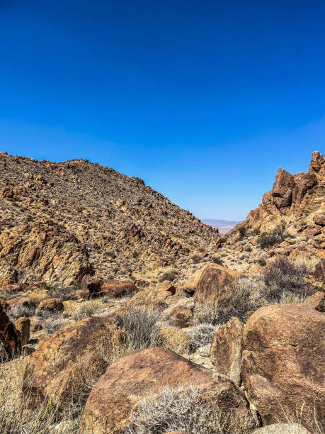 istock Joshua tree national park 2162739724