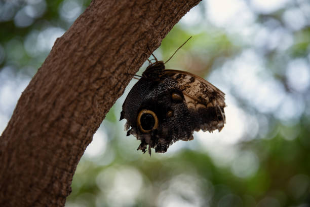 Butterfly on a tree in the garden. Close up. Niagara Butterfly Conservatory, Ontario, Canada.