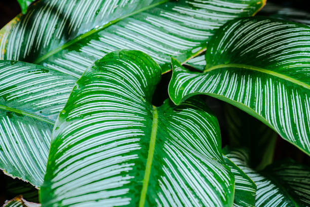 Abstract, nature Green leaf background and beautiful wallpaper.(high quality)