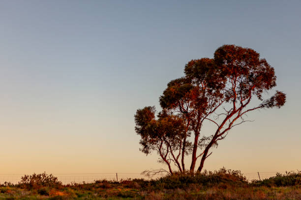 istock Lone Trees at Sunset, Rural Victoria, Australia 2162741550