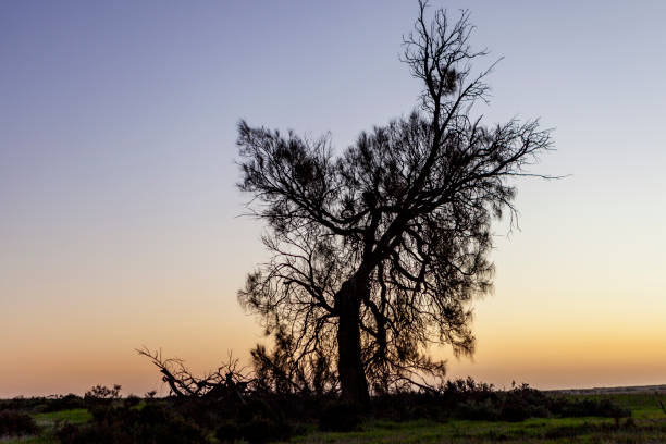 istock Tree Silhouettes on the Winter Sunset background 2162741876