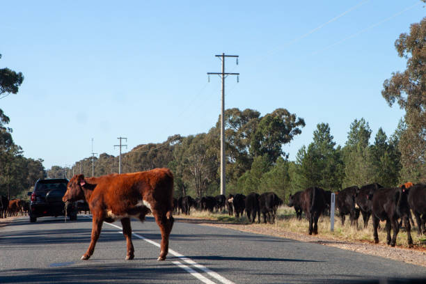 istock Cattle Crossing Highway in Vic toria 2162741966