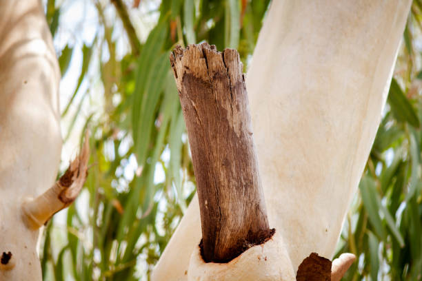 A close-up of a tree trunk with a broken branch.
