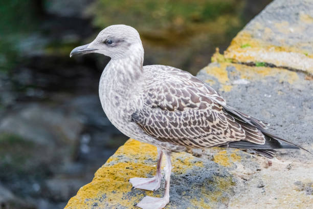 istock Sea bird with a black beak 2162747168